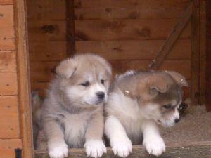 Gorgeous akita inu puppies