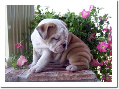 Nice and Healthy Babies English Bulldog Puppies‏