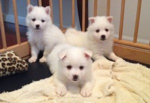 Respectable American Eskimo puppies available new home