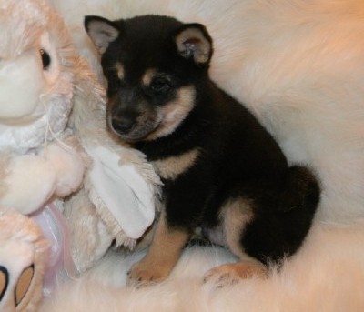 Purebred Shiba Inu pups ready