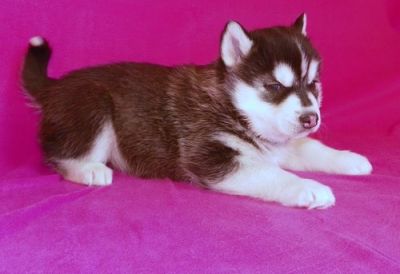 Gorgeous Siberian Husky Puppies for good home.