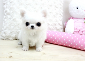 3 T'cup chihuahua puppies available for your home