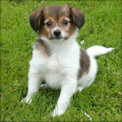 BEAUTIFUL SWEET LOVELY MALE AND FEMALE PAPILLON PUPPIES FOR SALE NOW READY TO GO HOME