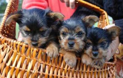 baby tea yorkie puppies for free adoption.....