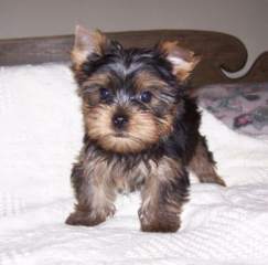 Outstanding Teacup Yorkie Puppies For Adoption.