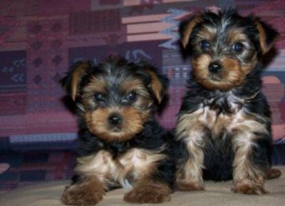 Outstanding Akc Reg Yorkie Puppies for adoption