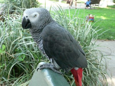 lovely and cute african grey parrots for adoption