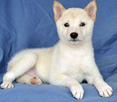 Purebred Shiba Inu pups ready