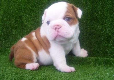 English Bulldog Puppies For Sale ($300)