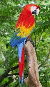 Adorable and Talkative Pair Of Scarlet Macaw Parrots For Sale