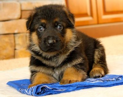 Cute Male and Female German Shepherd Dogs