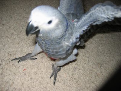 african grey parrots for sale 280euro,.: