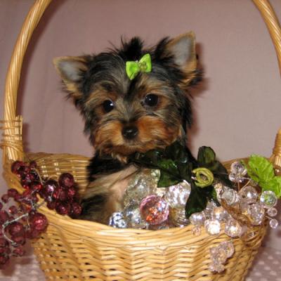Offered teacup Yorkie puppies for adoption ?