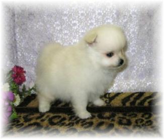  pomeranian puppies  for sale
