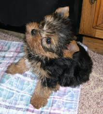 cute and  adorable home trained tea cup yorkie puppy now available for free adoption