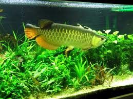We supply live Super Red, Red Asian Arowana,jardini Arowana,Chili Red,Golden Arowana and others