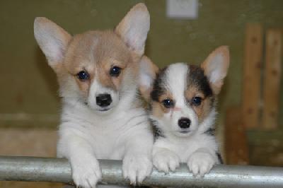 classy and loving Pembroke Welsh Corgi puppy