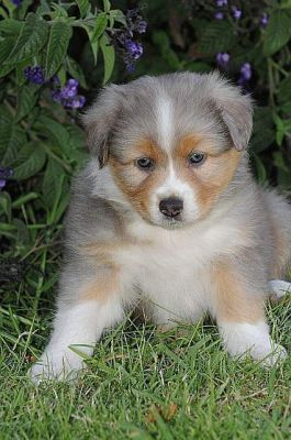 Playfull australian sherpard puppies for your home ,,