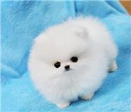 lovely pomeranian puppies for adoption