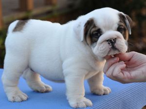 Adorable english bull dog puppies