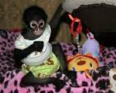 Home Raised Capuchin,Marmoset,Squirrel and Spider monkeys for Adoption