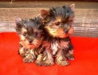adorable teacup yorkie puppies for free rehoming