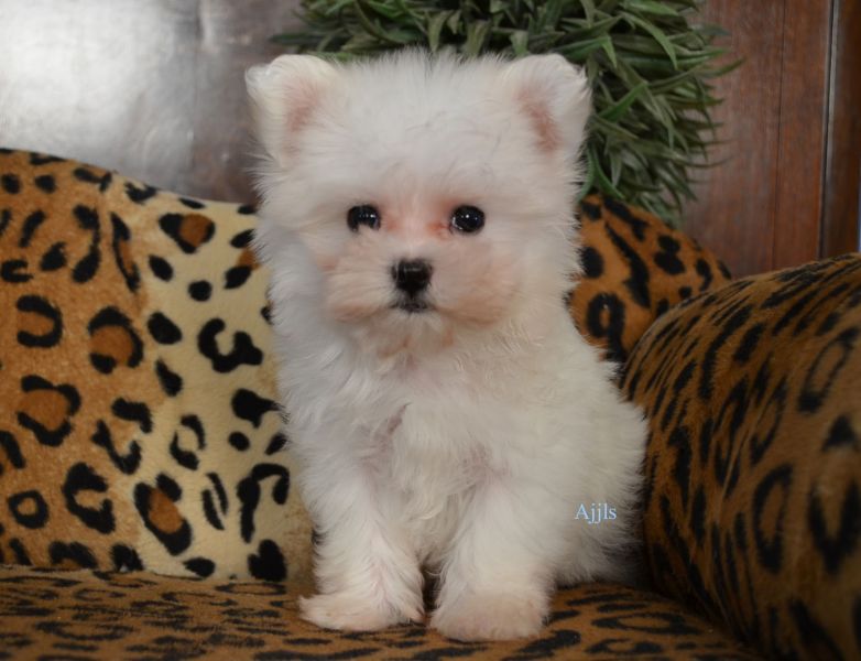 Maltese puppy for sale