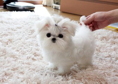 Super Cute AKC Maltese Puppy - Australia