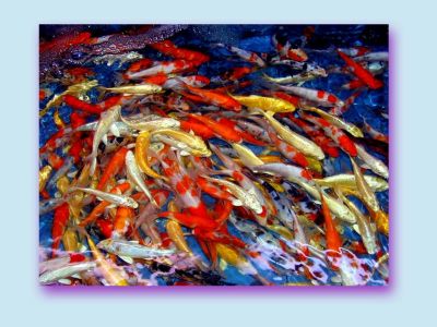 Top quality KOI fishes now ready for sale.