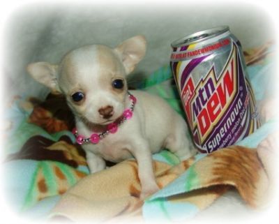 Mini Applehead Chihuahua Puppies