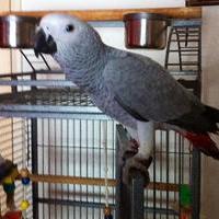 African Grey Parrot for sale