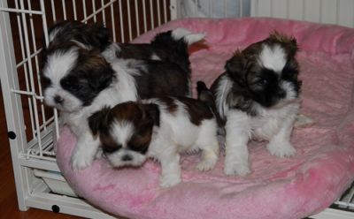 Cute male and female shih tzu for a good home for adoption,