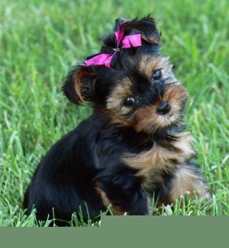 Lovely yorkshire terrie puppies