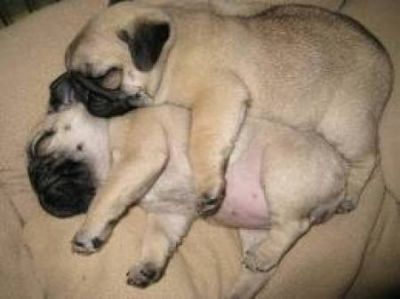 outstanding male and female pug puppies for adoption