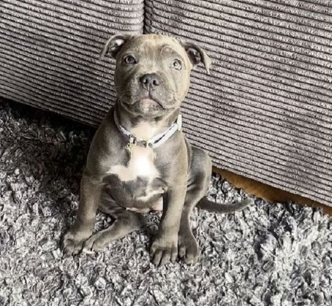 Blue English Staffordshire Bull Terrier Puppies – Raised in Family Home