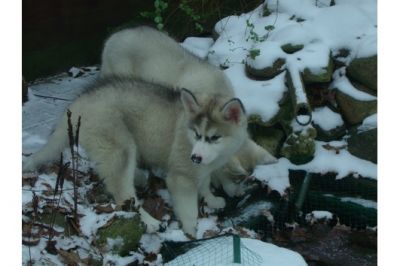 Gorgeous  Siberian husky  puppies To Join  New Families