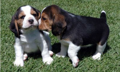 Fabulous Beagle for a lovely home,Male and Females Puppies For sal