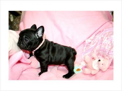 French Bulldog Female bunny