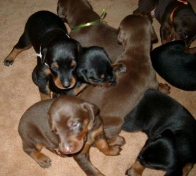 Dachshund puppies