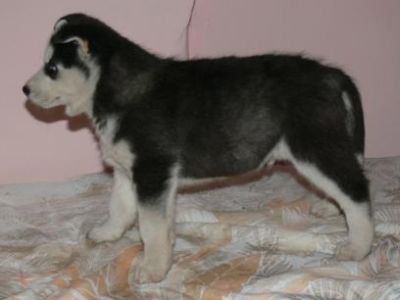 Bo-Diddley - Siberian Husky puppy for sale