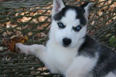  Free AKC Outstanding Siberian Husky  puppies for adoption 