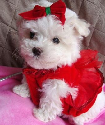 Adorable Maltese seeking rehome