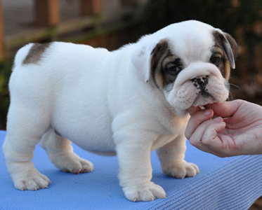 OMG!!! Male and Female English Bulldog Pupies for a good home