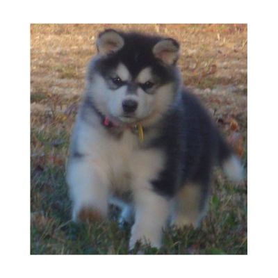 fantastic Alaskan malamutes rehoming