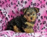 adorable teacup yorkie puppy for adoption