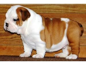 Adorable English Bulldog Puppies