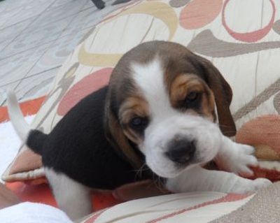 BEAUTIFUL BEAGLE PUPPIES FOR  ADOPTION