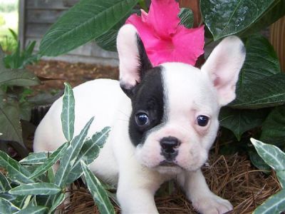 Cute French Bulldog pupies ready 