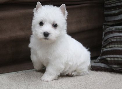 West Highland White Terrier Puppies for Sale