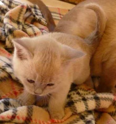 Burmese kittens Bred By Oramor